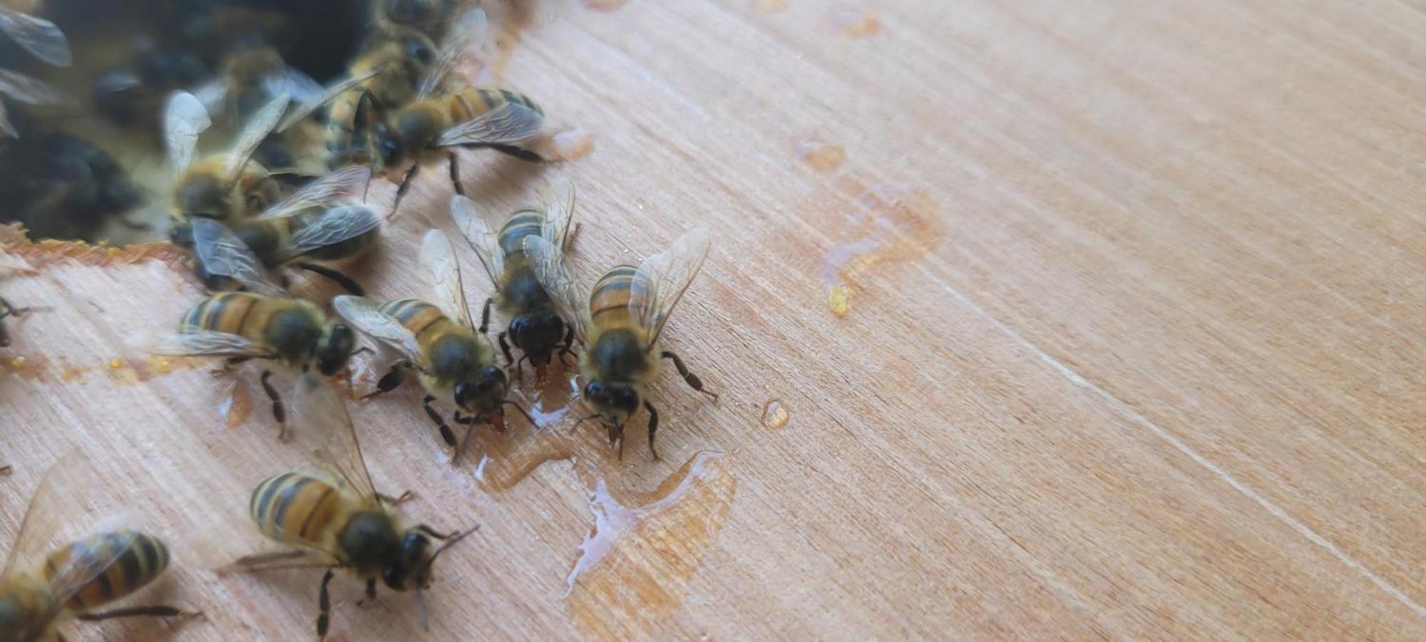 La Maison De L'Abeille De Percey Longeau-Percey Exteriér fotografie